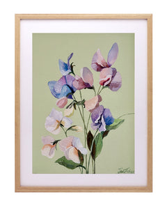 A3 Sweet pea on green